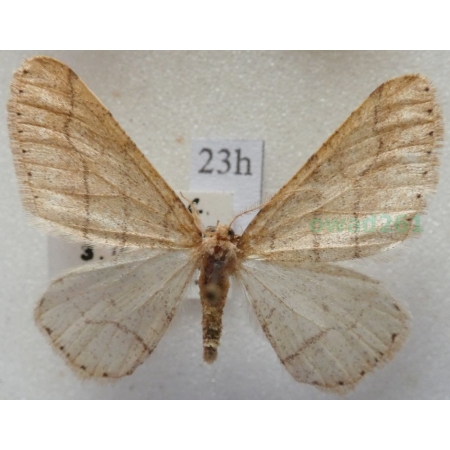 Agriopis marginaria (Fabricius, 1776) male Zimowek obrzeżek Czech23h
